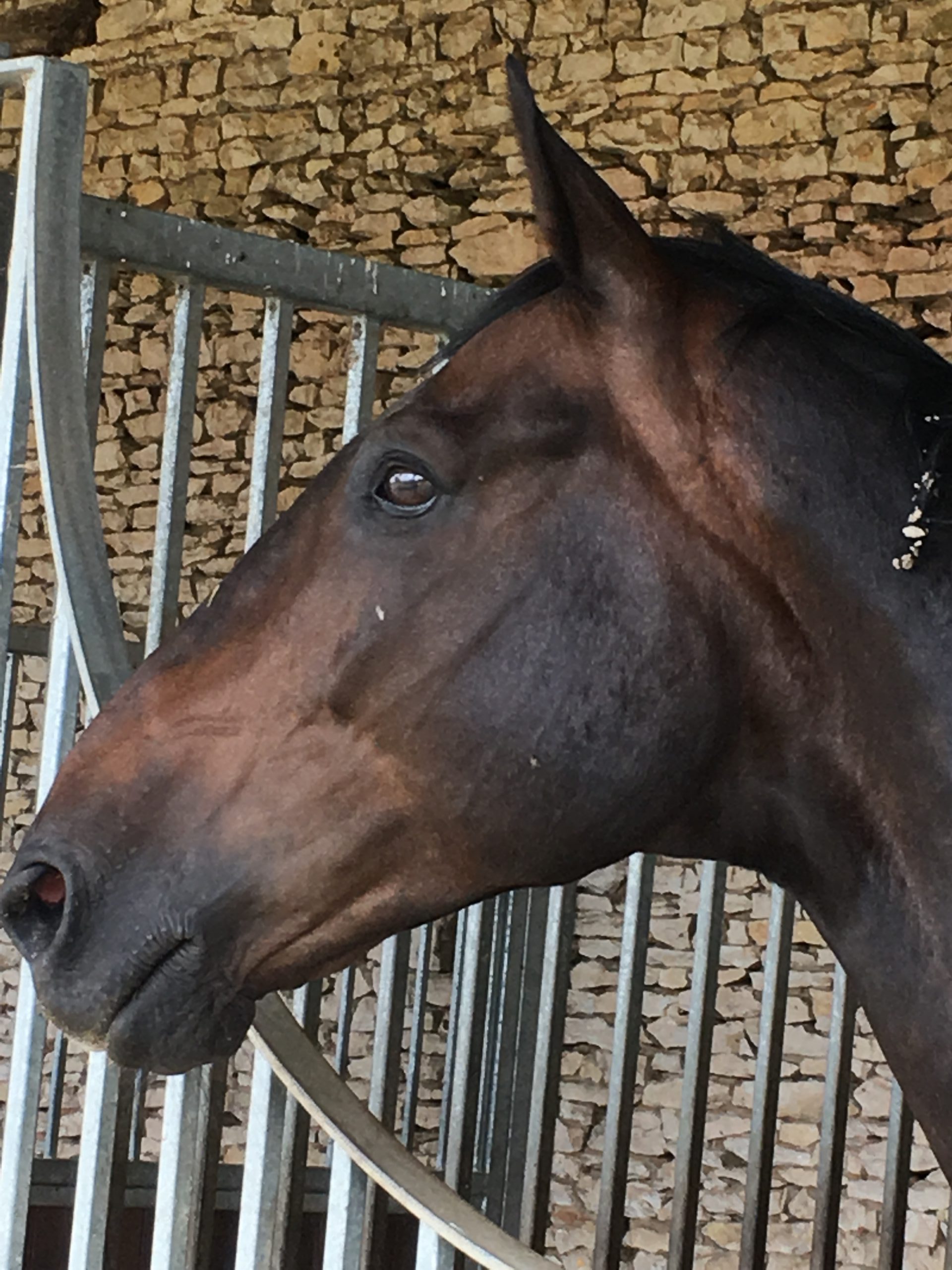 horse_albert