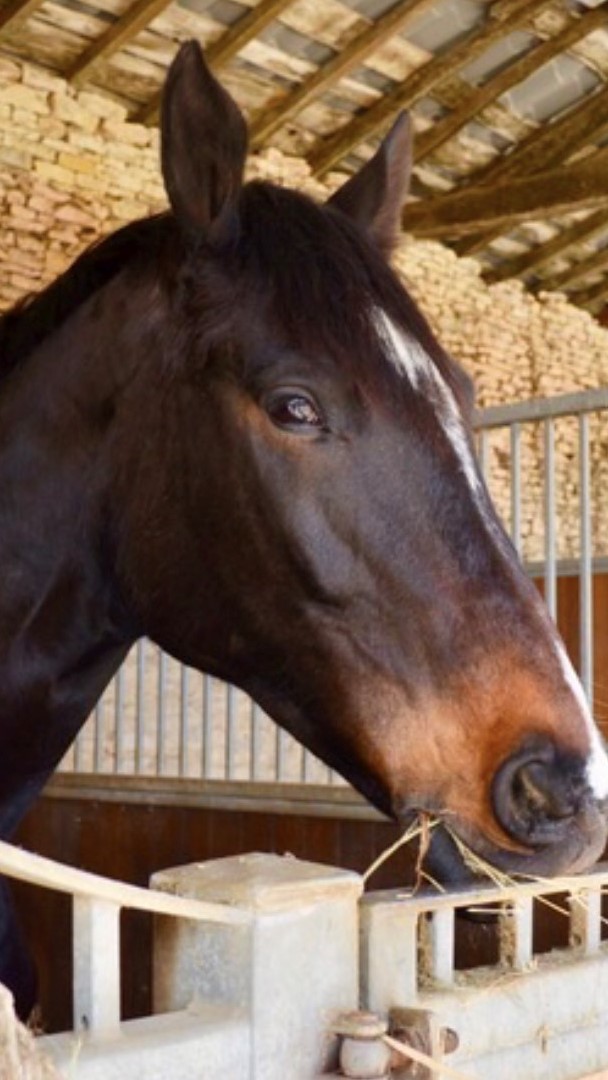horse_alf (2)