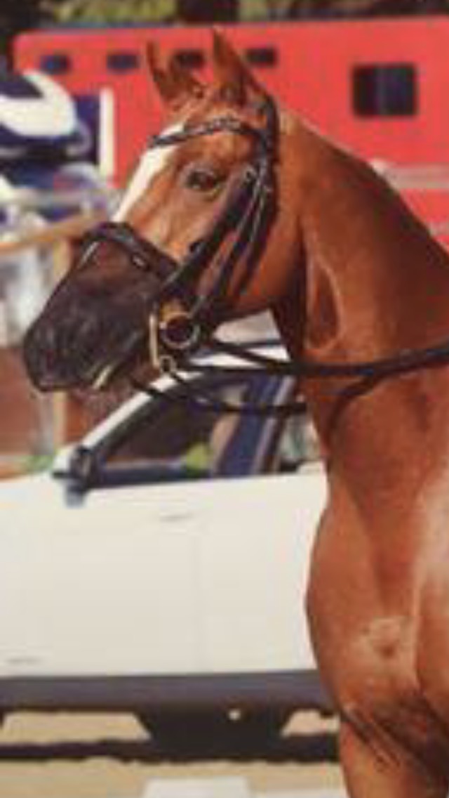 horse_archie
