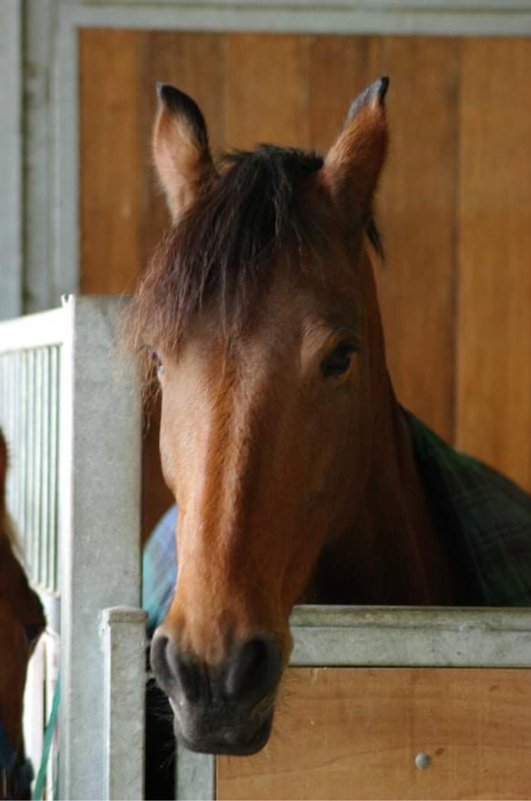 horse_dora
