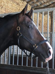 Jack étalon KWPN séjour équitation EquiEnglish Vienne