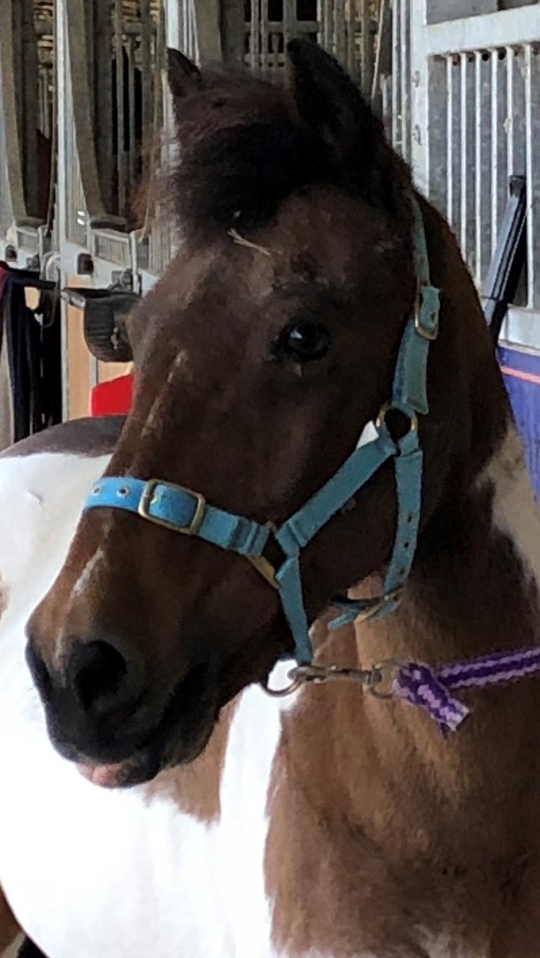 horse_jamie (2)