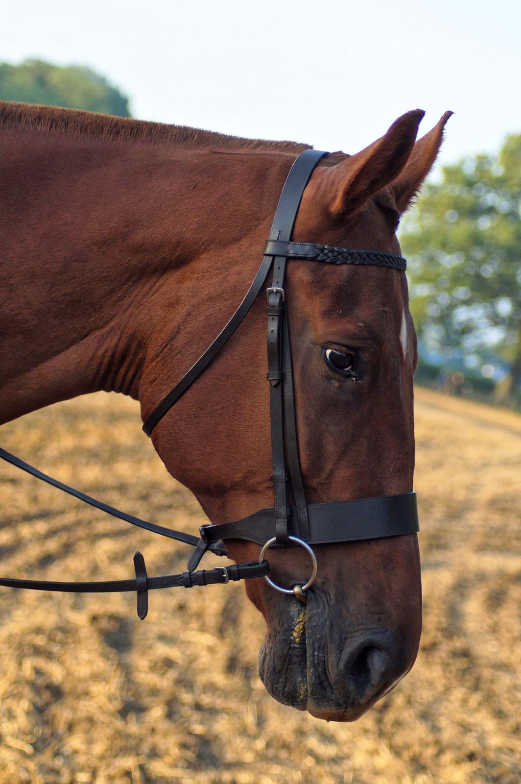 horse_lewis