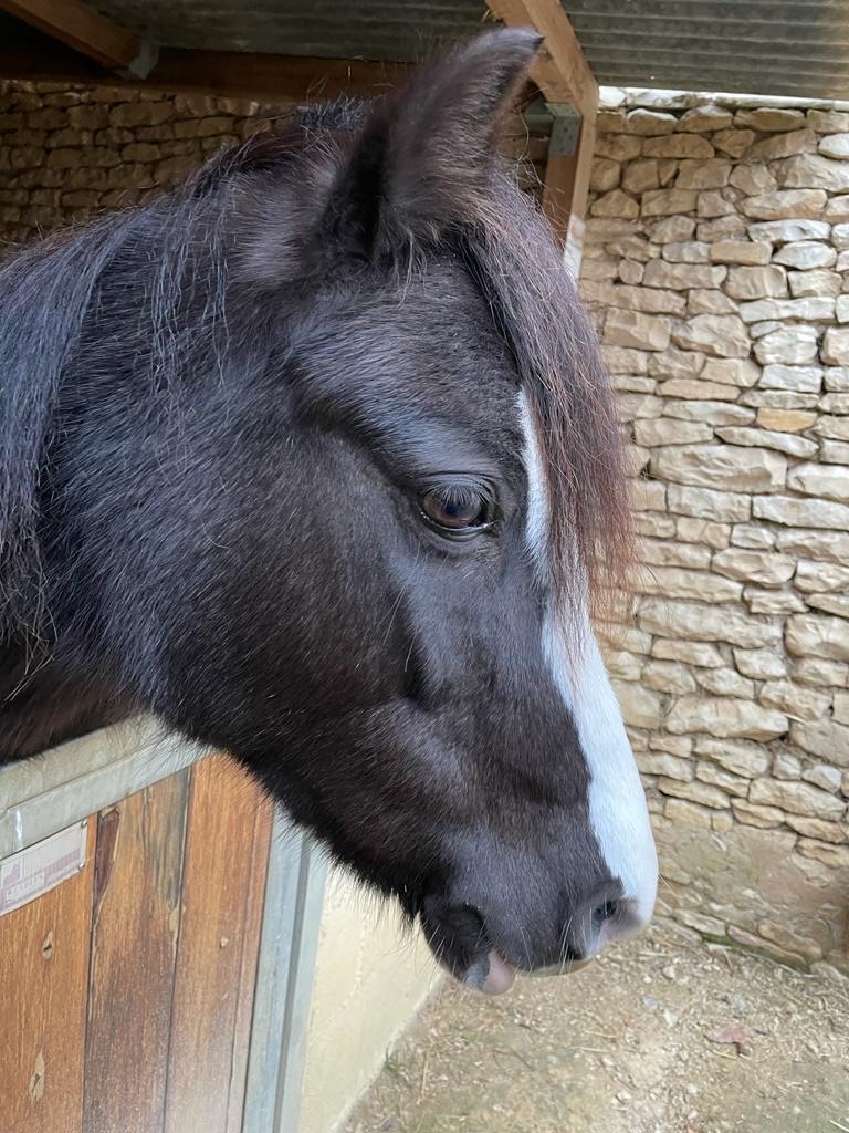horse_midnight