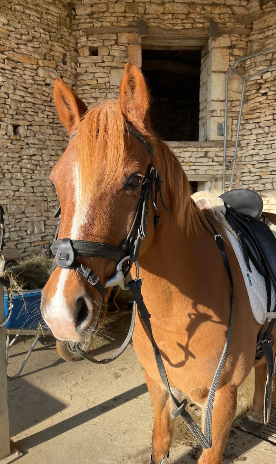horse_rory
