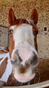 horse_rubix (2)