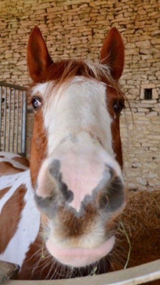 horse_rubix (2)