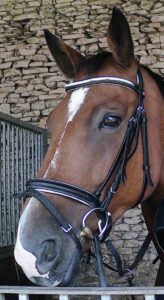 George cheval sport belge dressage EquiEnglish